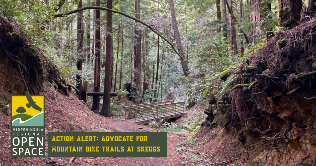 Action Alert: Advocate for Mountain Bike Trails at Skeggs